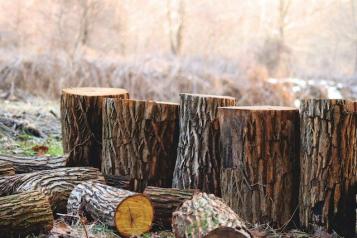 Abbattimento alberi Abbattimento alberi