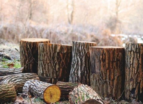 Abbattimento alberi